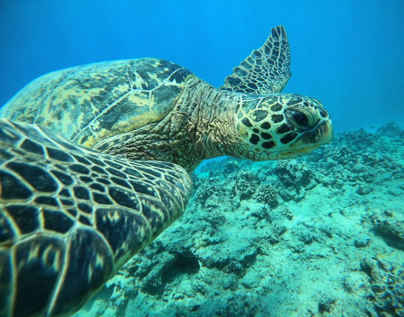 Oahu: Honolulu Turtle Canyon Snorkeling Tour - Key things that make Turtle Canyon special