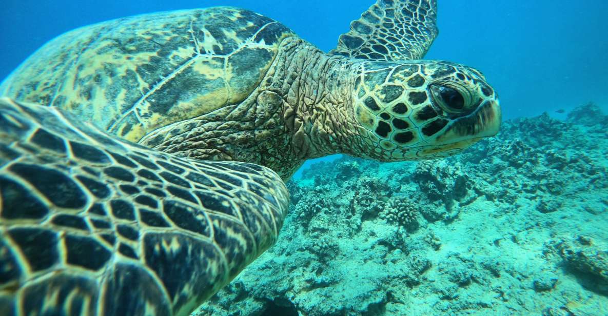 Oahu: Honolulu Turtle Canyon Snorkeling Tour - Turtle Canyon: why this snorkel tour feels different