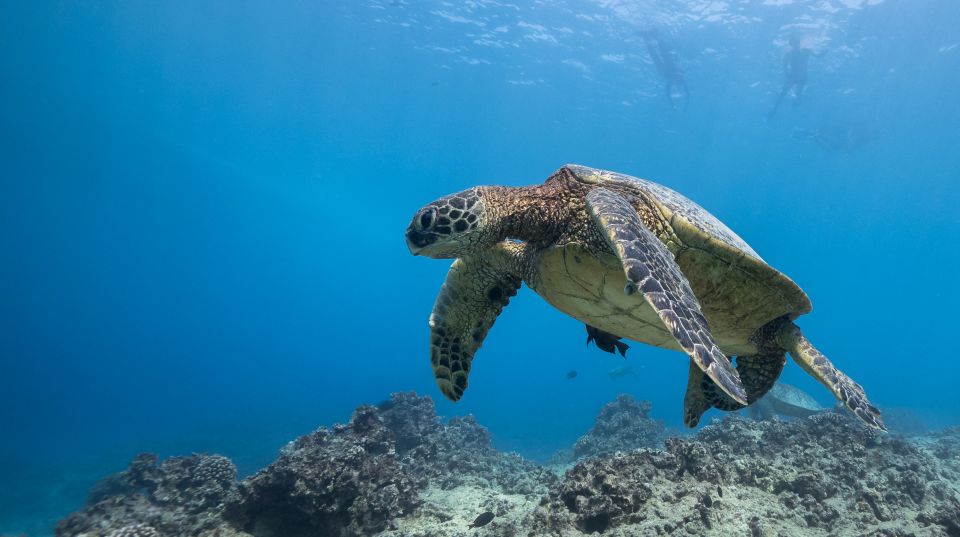 Oahu: Honolulu Turtle Canyon Snorkeling Tour - Cruising out from Waikiki: scenery plus a quick warm-up