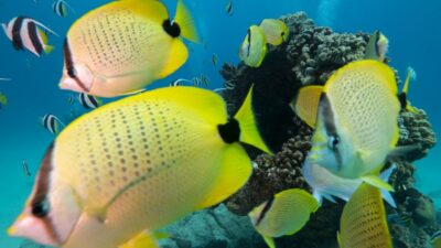 Oahu: Honolulu Turtle Canyon Snorkeling Tour - Meeting at Dive Oahu (Ala Moana) and getting ready fast