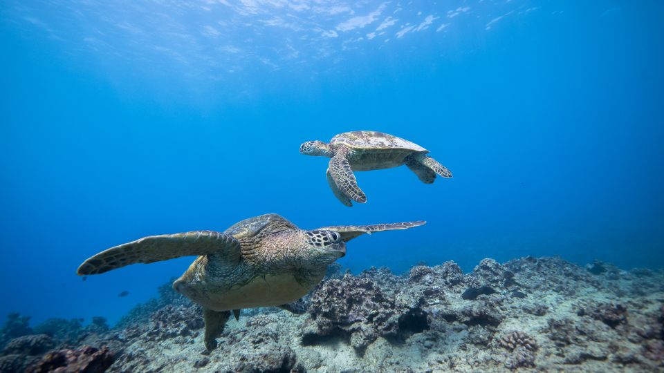 Oahu: Honolulu Turtle Canyon Snorkeling Tour - What else you might see: sharks, stingrays, octopus, and reef fish