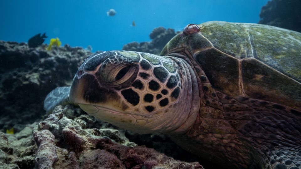 Oahu: Honolulu Turtle Canyon Snorkeling Tour - The second spot: why it can feel uneven