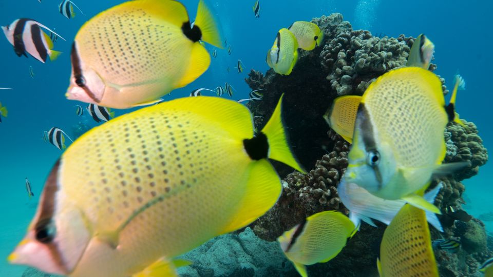 Oahu: Honolulu Turtle Canyon Snorkeling Tour - Meeting at Dive Oahu (Ala Moana) and getting ready fast