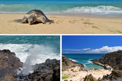 Oahu Island Tour: 13 ppl Max, Snorkel at Turtle Beach + Lunch - Price and Value: What $149 Actually Buys You