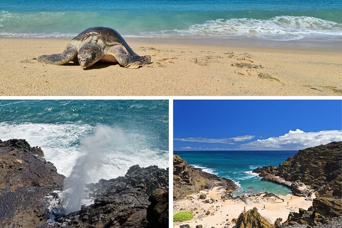 Oahu Island Tour: 13 ppl Max, Snorkel at Turtle Beach + Lunch - Price and Value: What $149 Actually Buys You