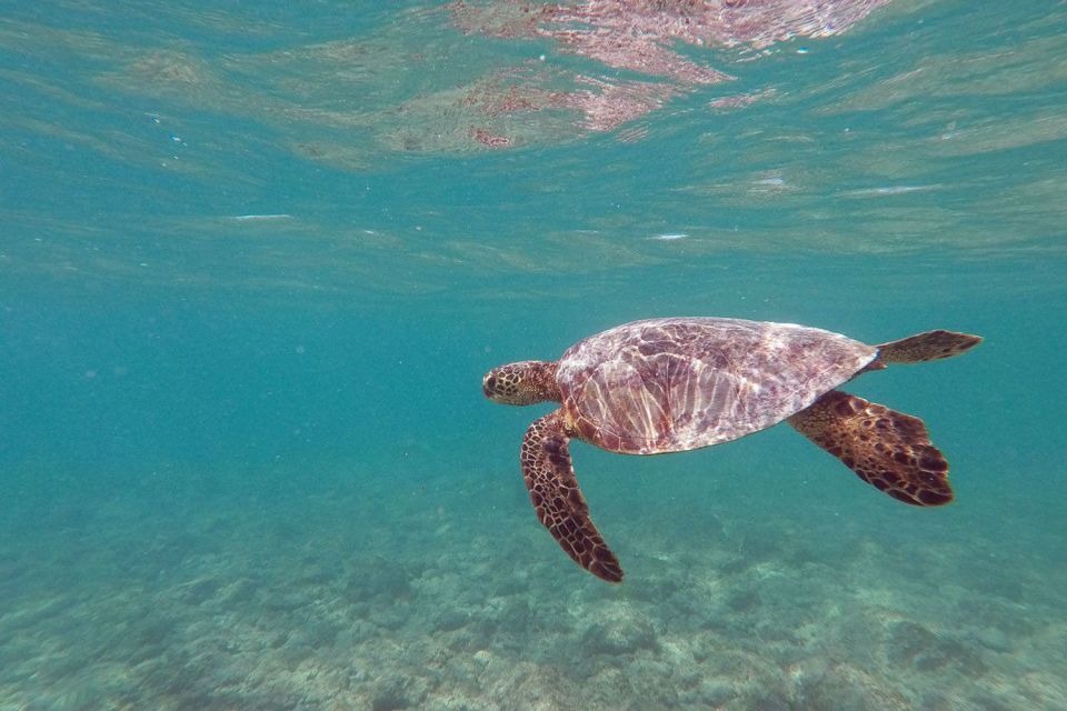 Oahu: Kailua Guided Kayak Excursion with Lunch - Popoi’a Island, Eco-Hike, and Tide Pools: Where the Tour Slows Down