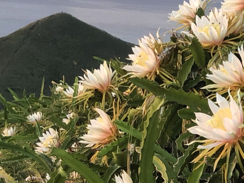 Oahu: Manoa Falls Hike and east side beach day - Practical Tips for a Smooth Day