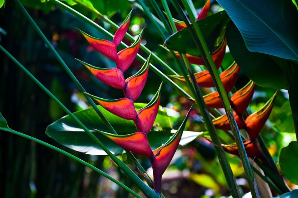 Oahu: Manoa Falls Waterfall Hike with Lunch and Transfers - Pace, group feel, and how the guides make it worth it