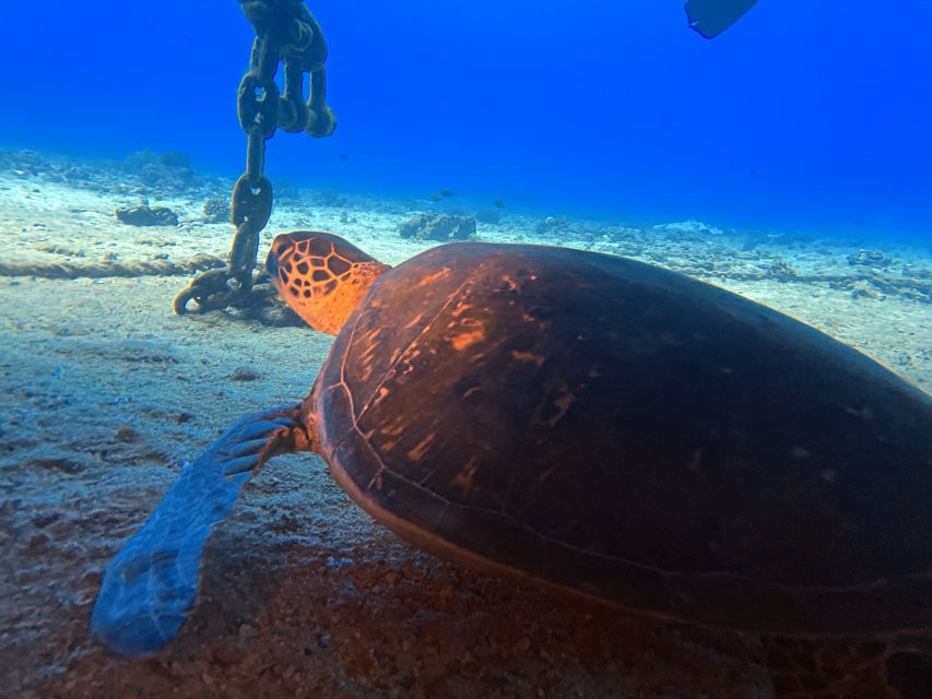 Oahu Night Dive: Adventure for Certified Divers - What you’ll likely see after dark (and what that really means)
