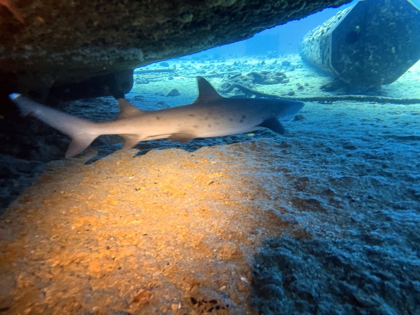 Oahu Night Dive: Adventure for Certified Divers - Pricing and value: is $248 fair for what you get?