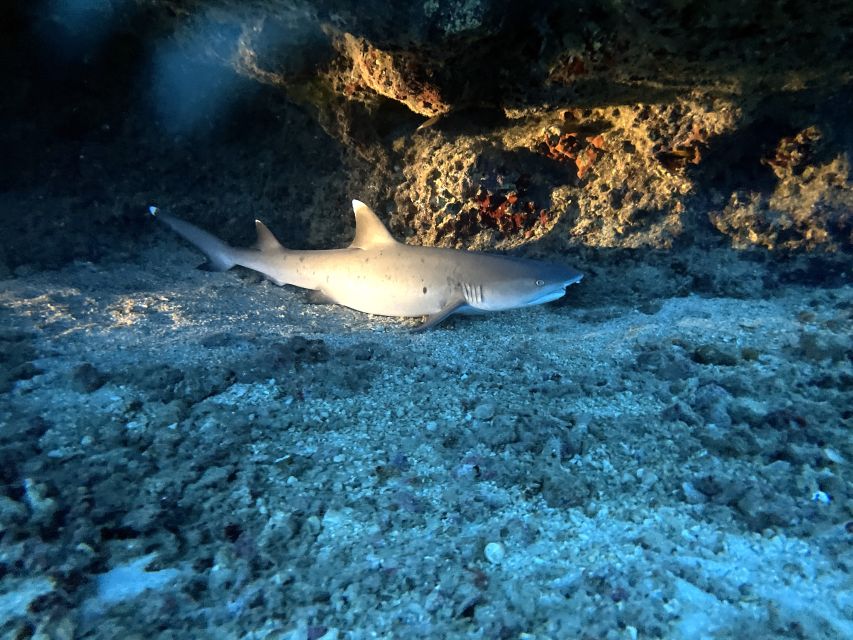 Oahu Night Dive: Adventure for Certified Divers - The 3-hour flow: what happens before, between, and after the water