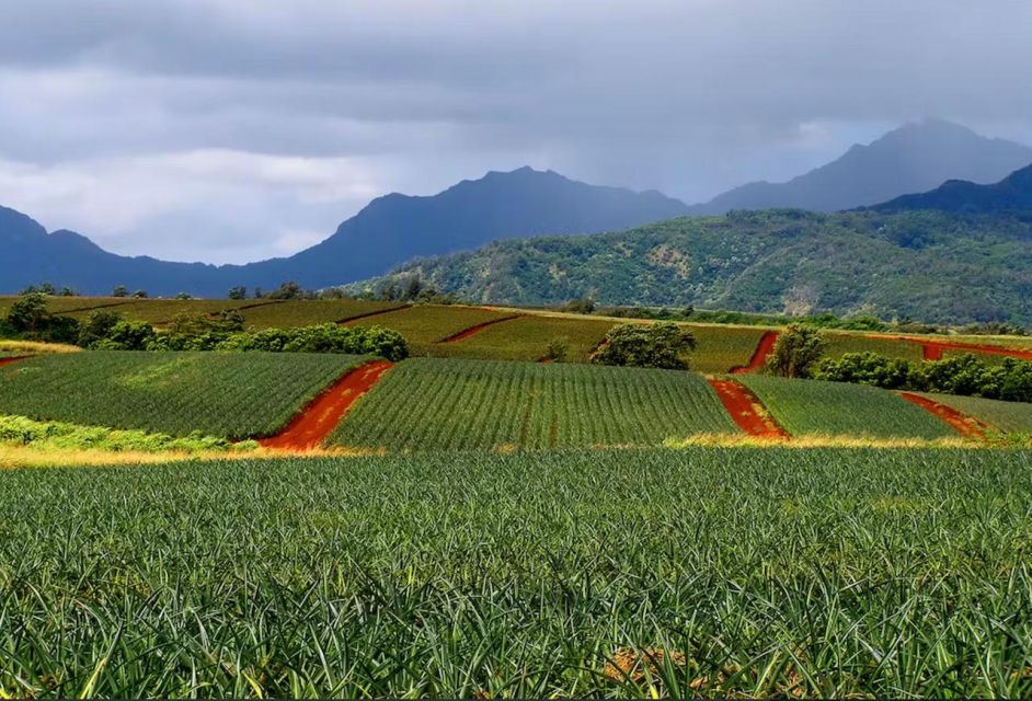 Oahu: North Shore Dole Pineapple Farm Tour - King Kamehameha Statue: A Familiar Landmark to Close the Day