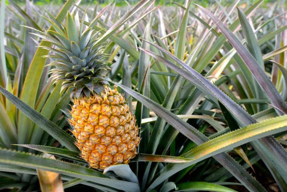 Oahu: North Shore Dole Pineapple Farm Tour - Getting Ready: Shoes, Jewelry, and the Practical Farm Reality