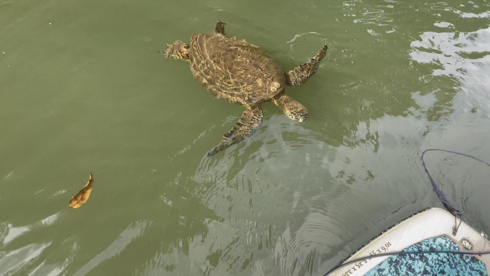 Oahu: North Shore Haleiwa Paddleboard River Adventure - Instruction That Helps You Stand and Control the Board