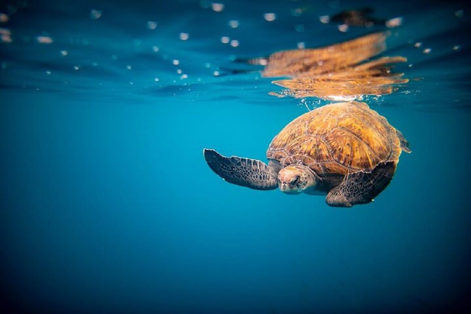Oahu: North Shore Snorkeling Tour from Haleiwa - Included gear: what you get and what you should pack