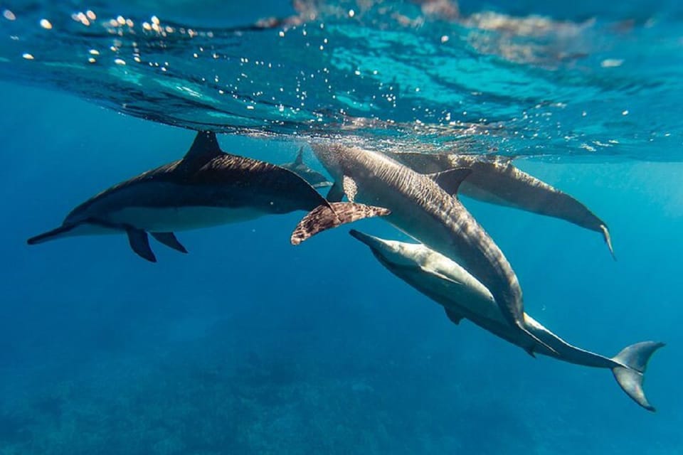 Oahu: North Shore Snorkeling Tour from Haleiwa - Who should book this North Shore snorkeling tour?