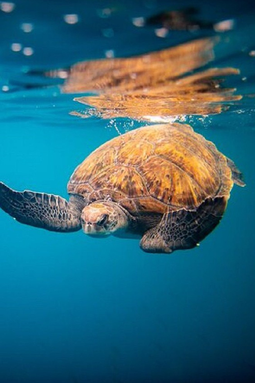 Oahu: North Shore Snorkeling Tour from Haleiwa - Ocean Outfitters Hawaii and the Rambo II feel