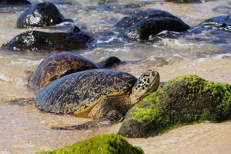 Oahu: North Shore Waterfall Swim - Key Things I’d Plan For