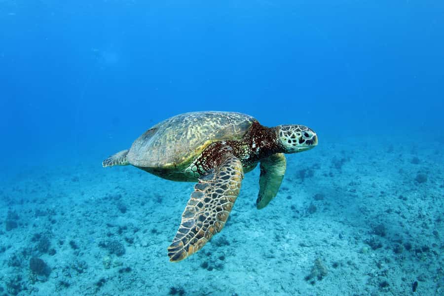 Oahu: Off road Stand-Up ATV and Sunset Snorkel Cruise - Price and Value: Why $270 Works for This Specific Combo