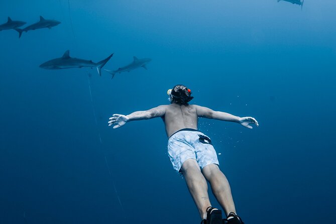Oahu Open Water Shark Diving Experience - Key highlights to know before you go