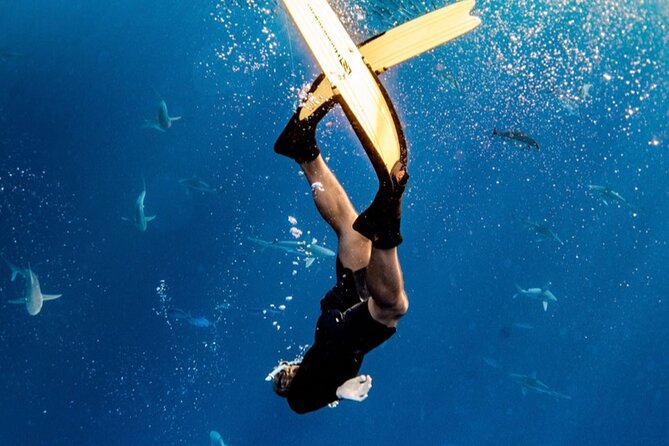 Oahu Open Water Shark Diving Experience - Start in Haleiwa: Getting Set for an Oahu Open-Water Shark Swim