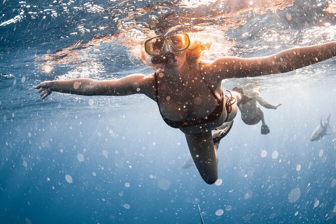 Oahu Open Water Shark Diving Experience - What You’ll Do in the Water: Snorkeling Gear and the Real Ocean Pace