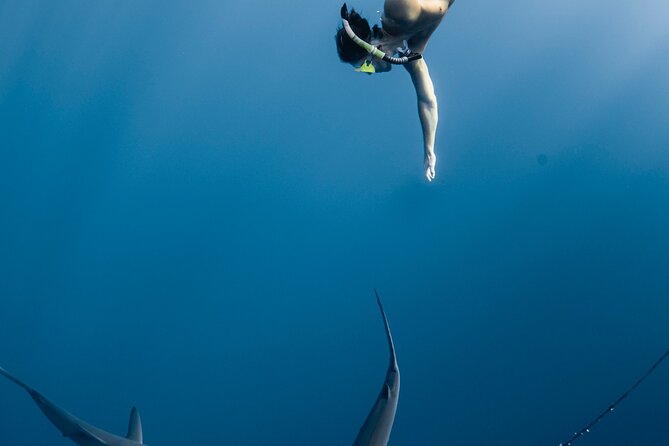 Oahu Open Water Shark Diving Experience - Underwater Photos: How the Nika Tip Helps (and What You Can Buy)
