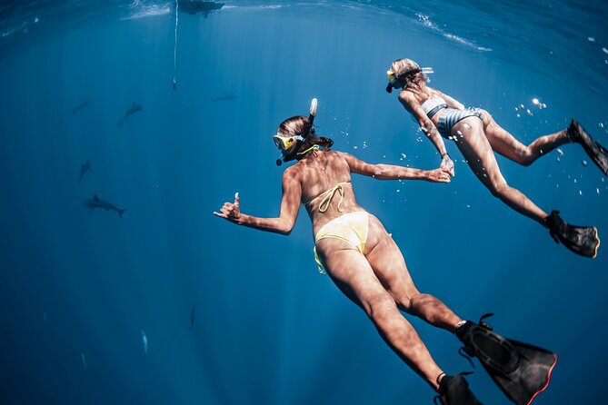 Oahu Open Water Shark Diving Experience - The Education Side: Conservation Talk That Doesn’t Kill the Fun