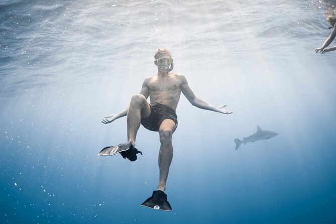 Oahu Open Water Shark Diving Experience - Price and Value: Is $150 Worth Almost Two Hours on Oahu?