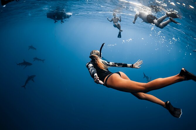 Oahu Open Water Shark Diving Experience - Who Should Book This Shark Encounter (and Who Should Skip It)