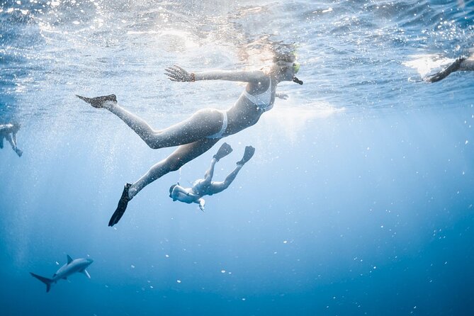 Oahu Open Water Shark Diving Experience - Cage-Free Setup: Safety, Calm Guidance, and a Max-6 Crew
