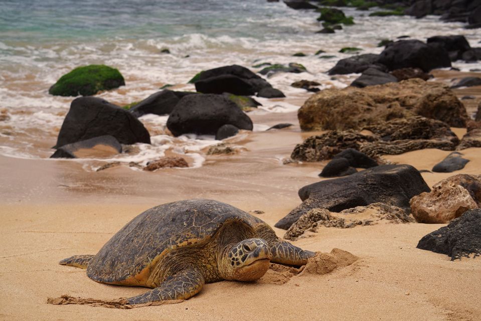 Oahu: Private Best of Oahu Sightseeing Tour - Who This Tour Fits Best (and Who Should Skip It)