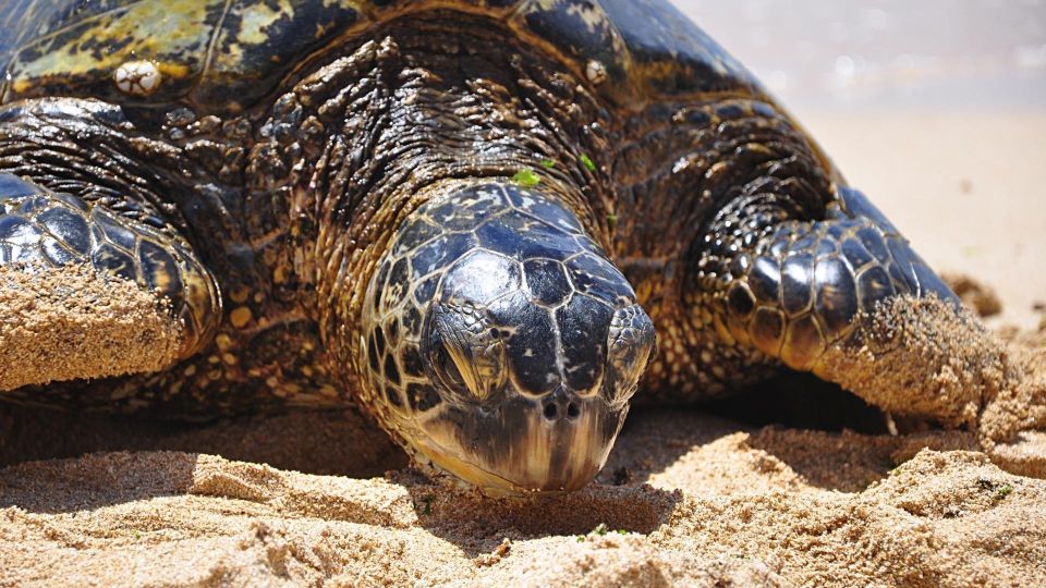 Oahu: Private Custom Island Tour - Getting started in Waikiki: pickup, comfort, and a calmer pace