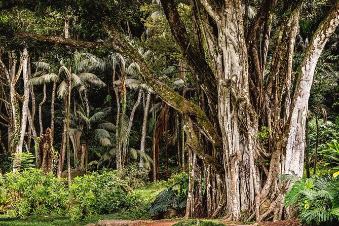 Oahu Private Tour North Shore, Waimea Falls and Dole Plantation - Haleiwa Town: Surf Town Charm, Shave Ice, and 30 Minutes to Spend