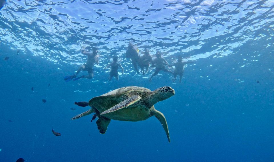 Oahu: Private Turtle Snorkeling with Customizable Itinerary - Value for $721 per group up to six