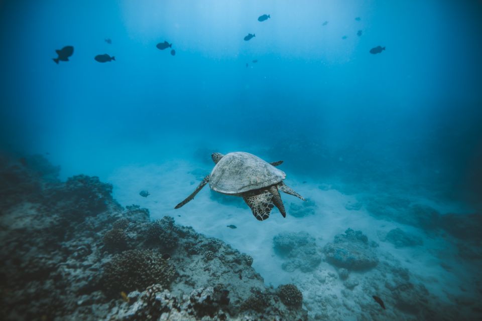 Oahu: Private Turtle Snorkeling with Customizable Itinerary - From Kewalo Basin to Diamond Head: the “watch first” part of the trip