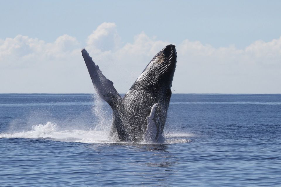Oahu: Seasonal Whale Watch Cruise - Key points to know before you go