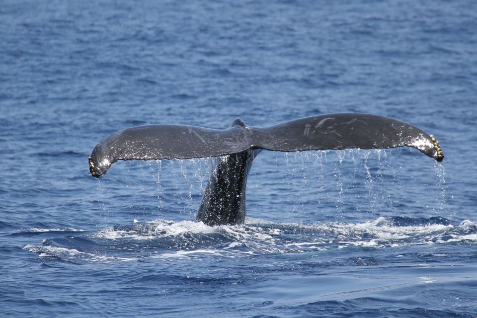 Oahu: Seasonal Whale Watch Cruise - Why humpback whales off Oahu are worth your time