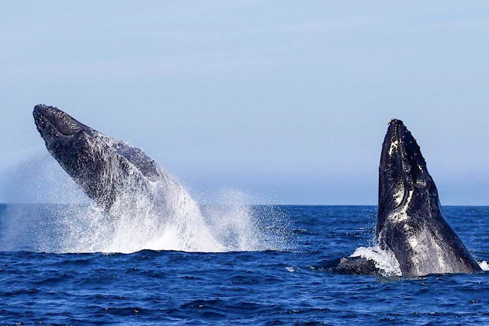 Oahu: Seasonal Whale Watch Cruise - Entering Pier 6 at Aloha Tower: timing and how to get there