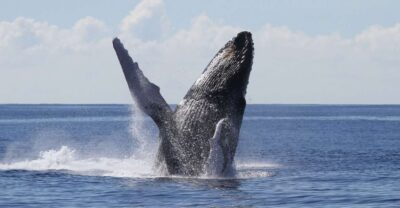 Oahu: Seasonal Whale Watch Cruise - Price and value for an $85, 2.5-hour wildlife outing