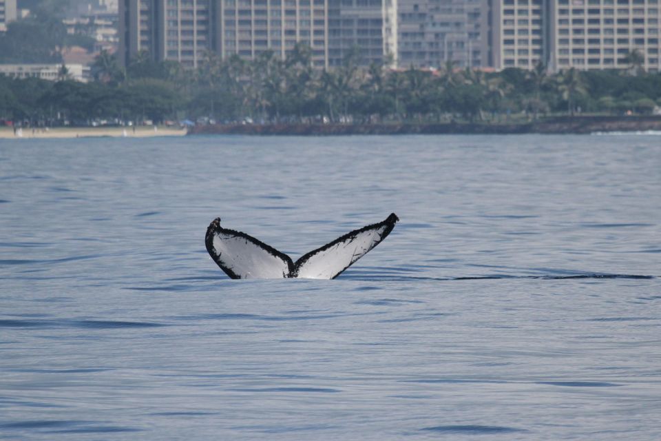 Oahu: Seasonal Whale Watch Cruise - Optional deli-style lunch and onboard food choices