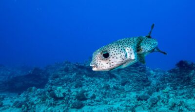 Oahu: Shallow Reef Scuba Dive for Certified Divers - Boat day logistics: how the team keeps you on track