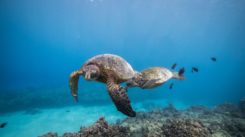 Oahu: Shallow Reef Scuba Dive for Certified Divers - Timing and what it feels like during the 3 hours