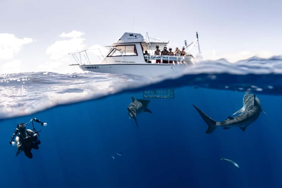 Oahu: Shark Cage Diving Experience - Key things you’ll remember from this Oahu shark cage encounter