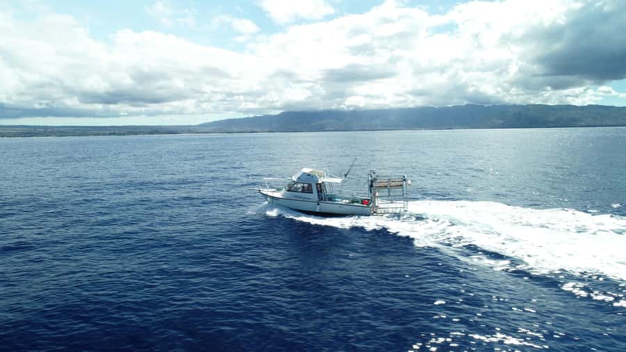 Oahu: Shark Cage Diving Experience - Why the floating cage makes sharks feel safe and real