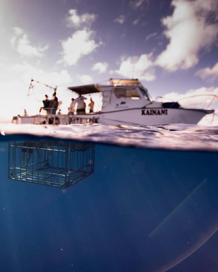 Oahu: Shark Cage Diving Experience - What you do in the water: snorkel only, plexiglass viewing, and close curiosity