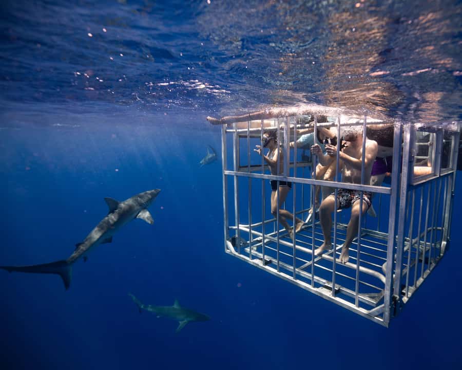 Oahu: Shark Cage Diving Experience - The shark education talk: biology, behavior, and Hawaiian mythology