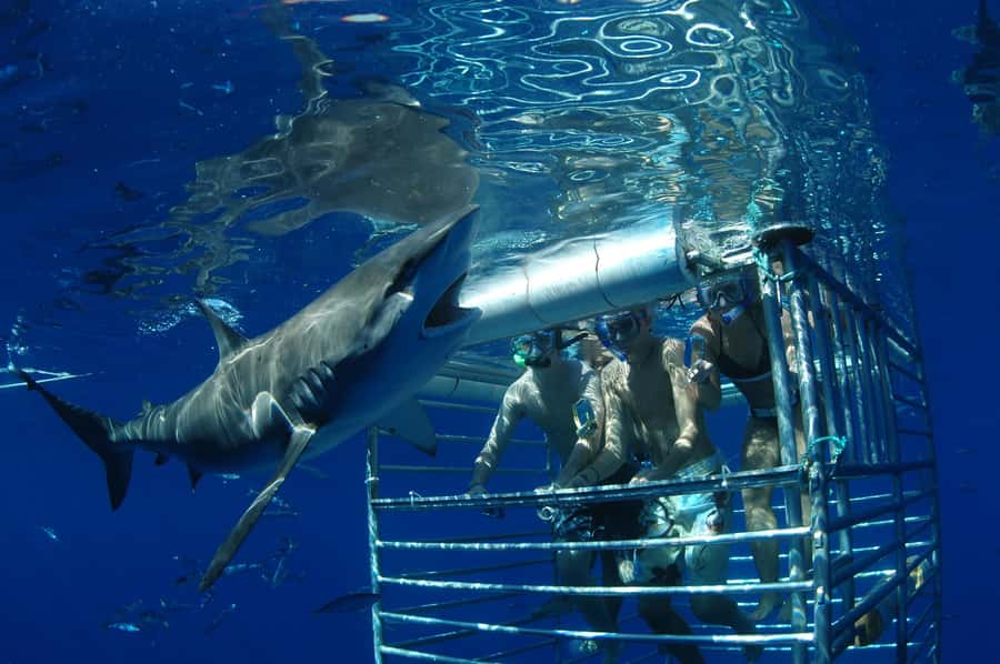 Oahu: Shark Cage Diving Experience - Conservation and shark research: what your participation actually supports