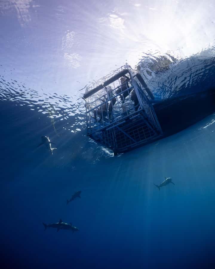 Oahu: Shark Cage Diving Experience - Harbor check-in, the North Shore drive, and the 3-mile offshore jump