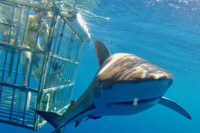Oahu Shark Dive - Safety briefings and how the cage keeps the moment calm